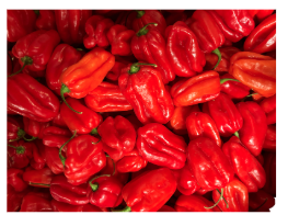 Scotch Bonnet - Ata rodo