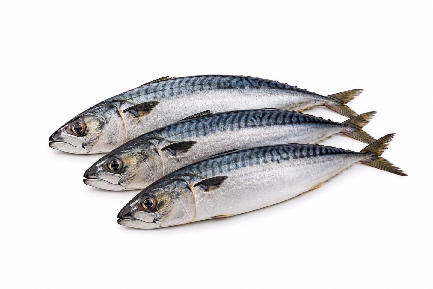 Frozen Mackerel Fish