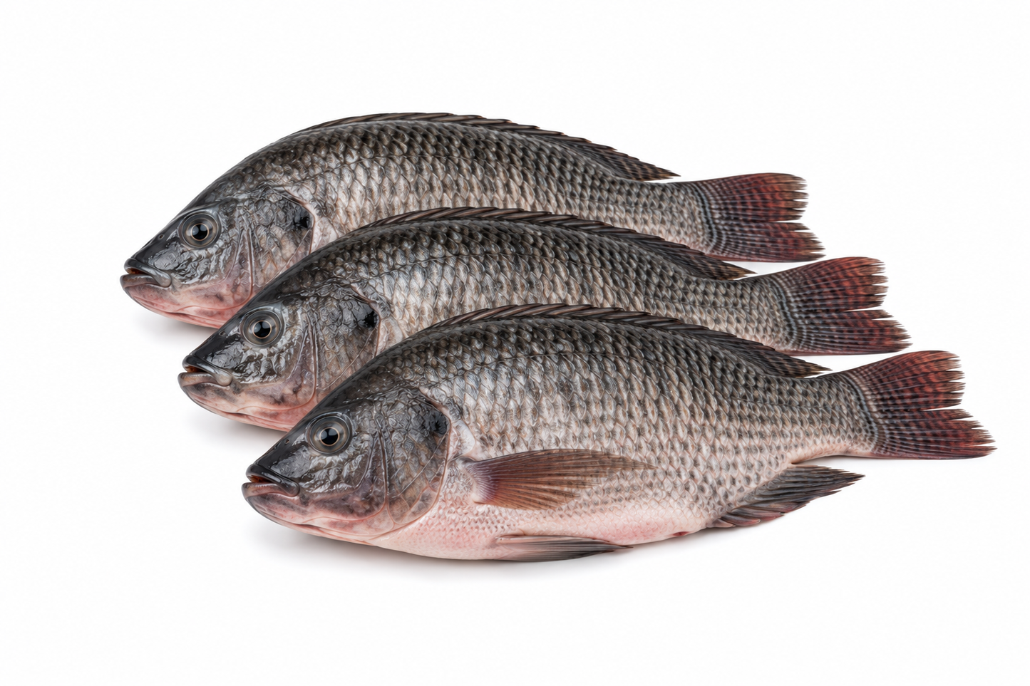 Tilapia Fish - Frozen