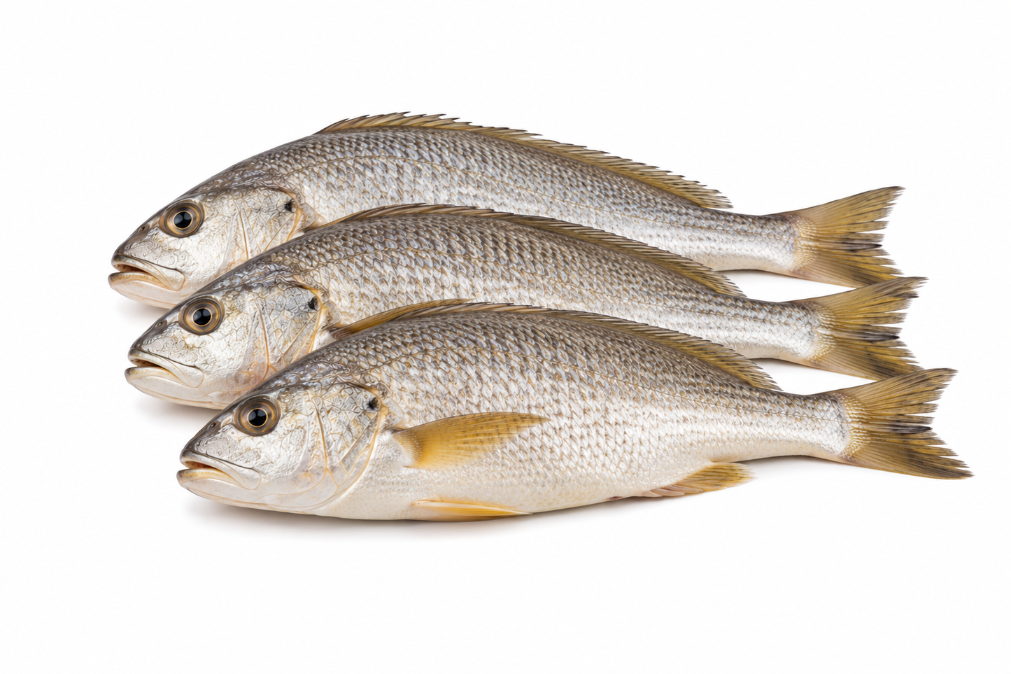Croaker Fish - Frozen