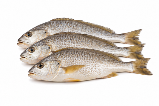 Croaker Fish - Frozen