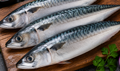 Frozen Mackerel Fish